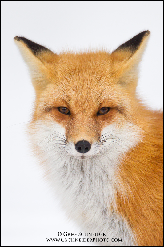 Red Fox Portrait - National Geographic Magazine Cover (March 2011)