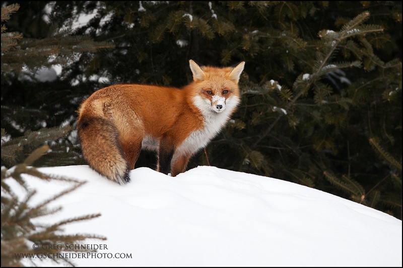 Red Fox vixen at edge of forest