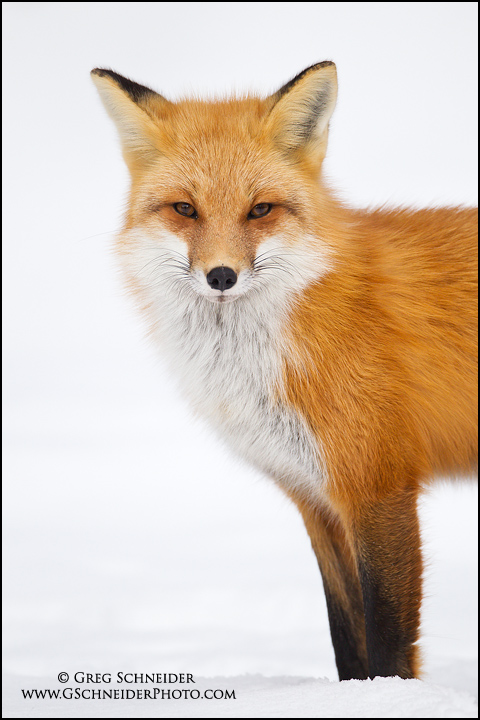 Red Fox Portrait Red Fox Portrait