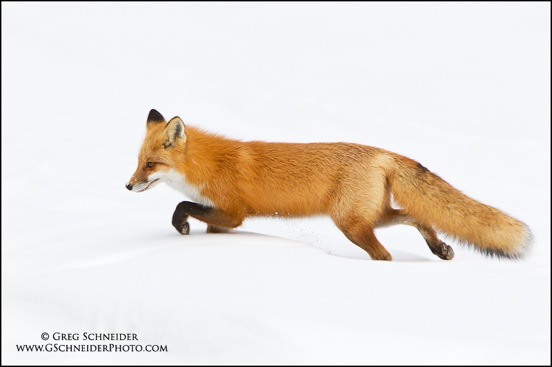 Red Fox stalking prey