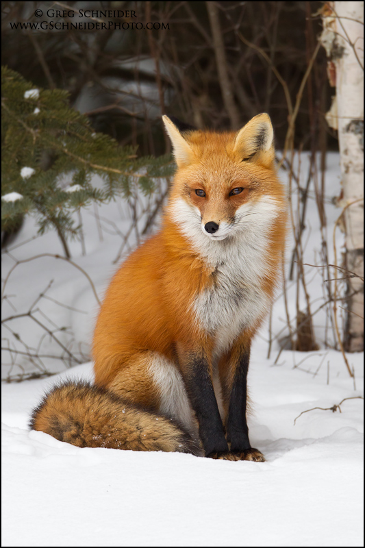 Photo :: Red Fox in forest habitat