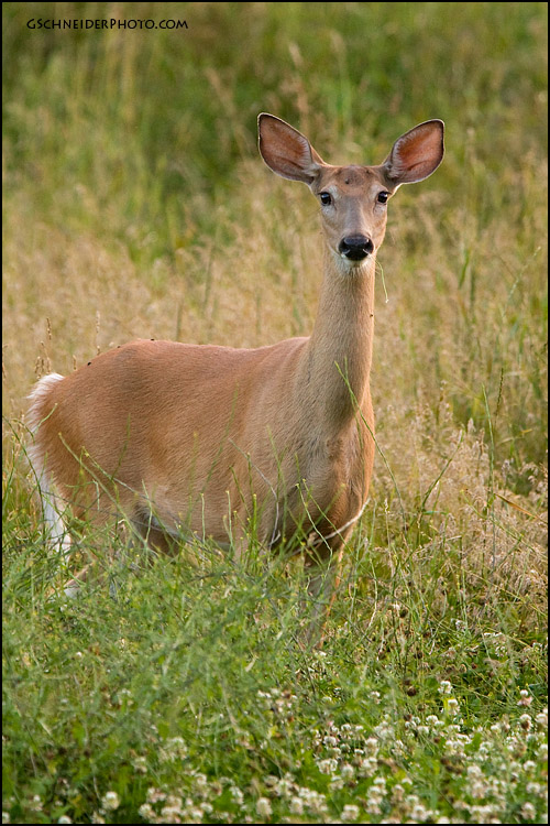 White-tailed deer