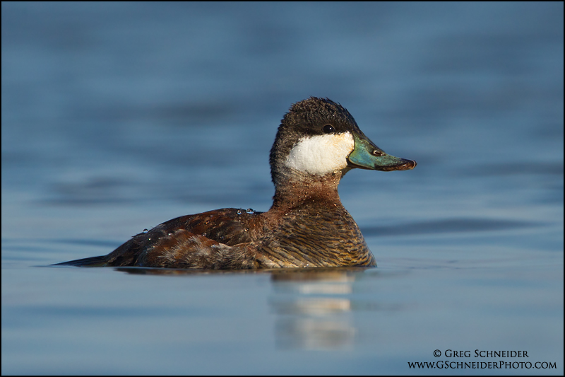Ruddy Duck drake in basic plumage