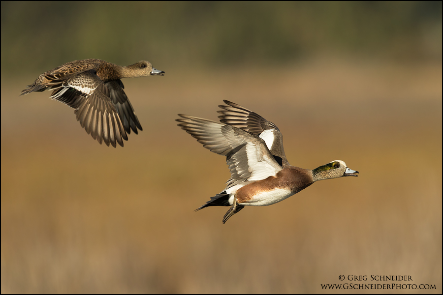 american wigeon in flight