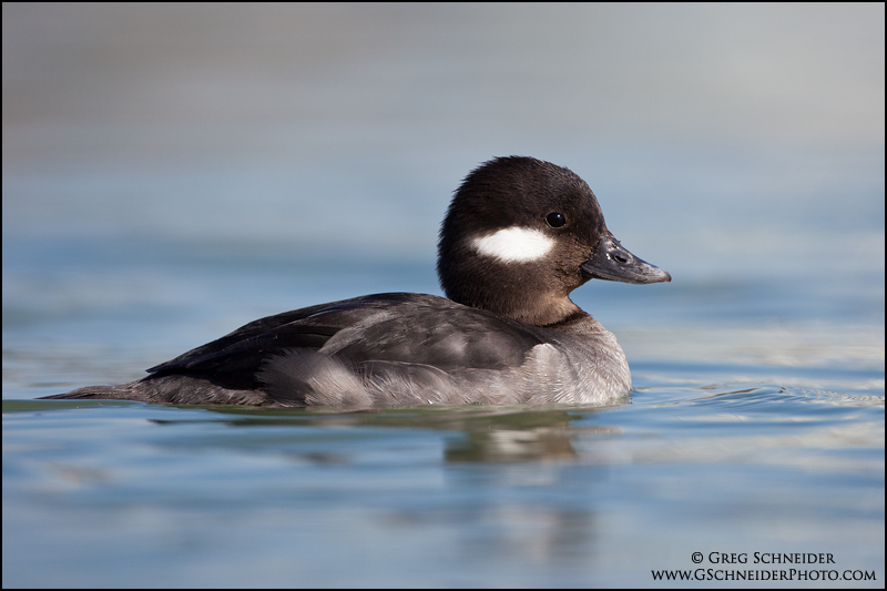 Female (hen) Bufflehead