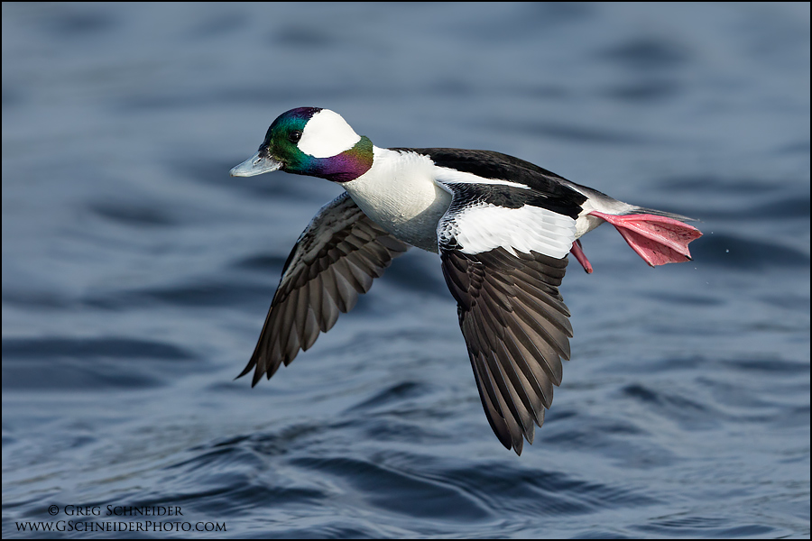 Index of /gallery3/var/albums/birds/ducks/bufflehead