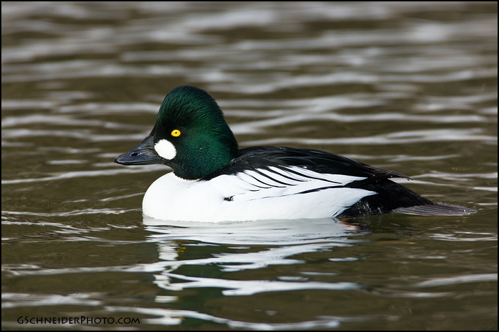 Common Goldeneye (2667)