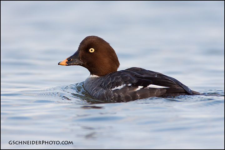 Common Goldeneye hen look back