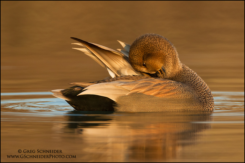 Gadwall (drake/male) preening