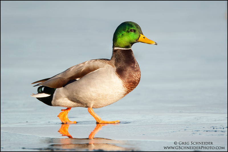 Mallard drake walking on ice