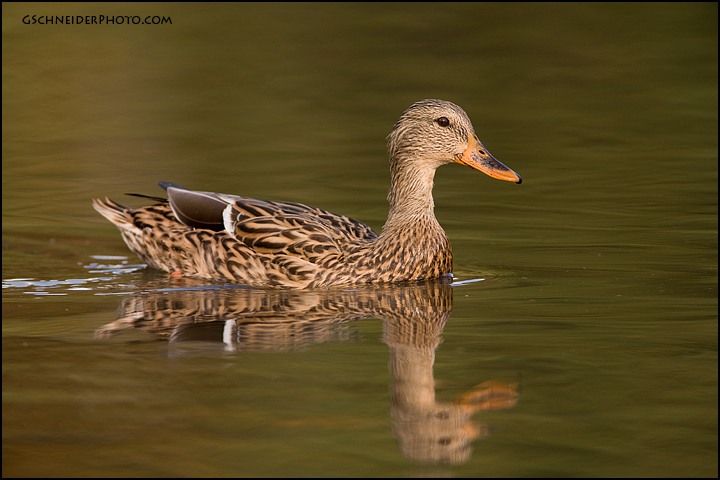 Mallard hen (892)