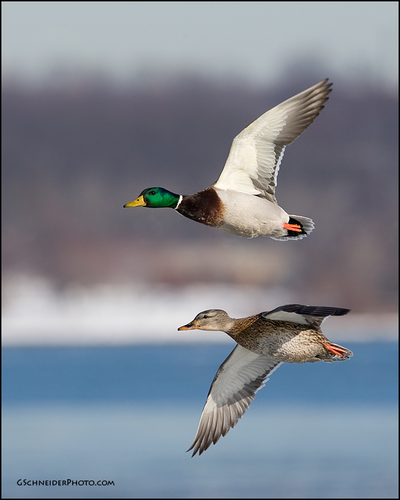Mallard pair in flight