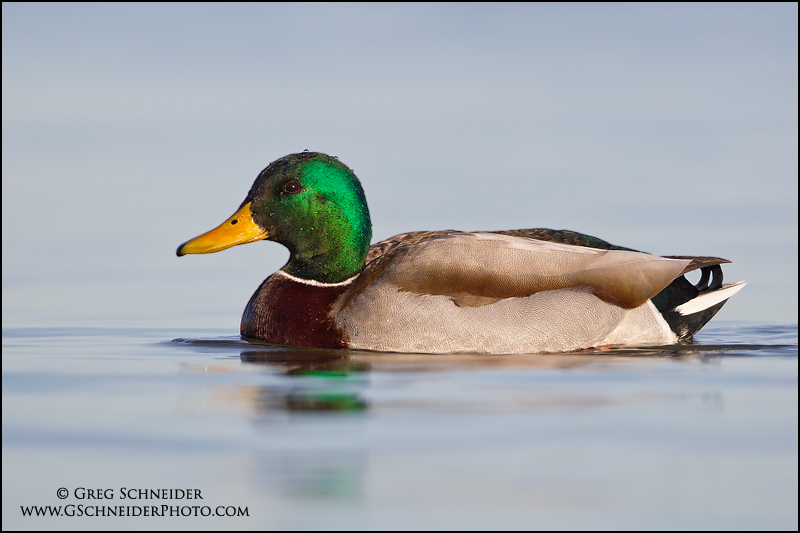 Mallard Drake