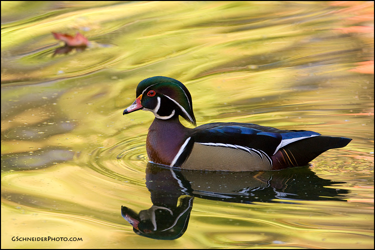 Wood Duck drake swimming among fallen leaves (737)