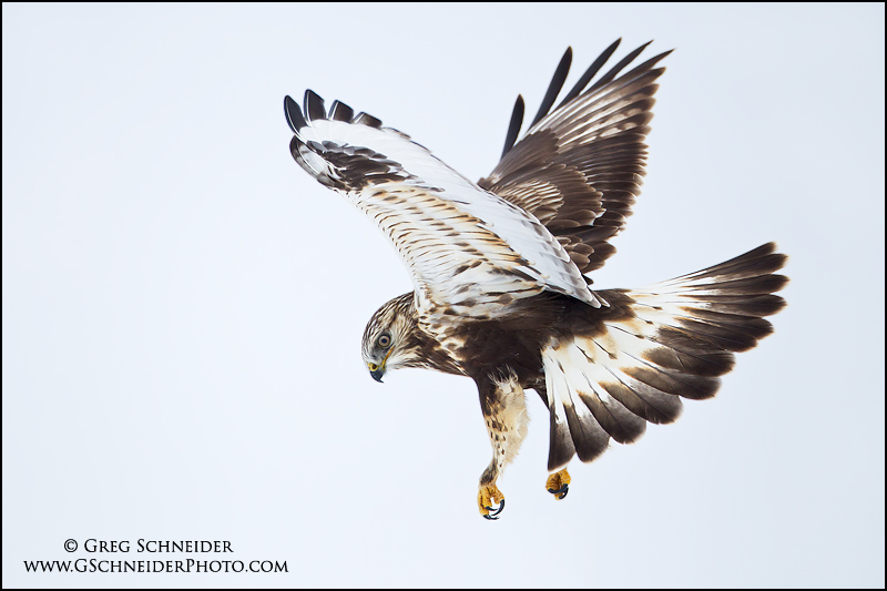 juvenile rough legged hawk