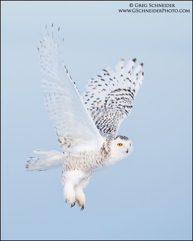 Snowy Owl takeoff against sunset sky (vertical)