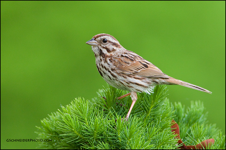 Song Sparrow male
