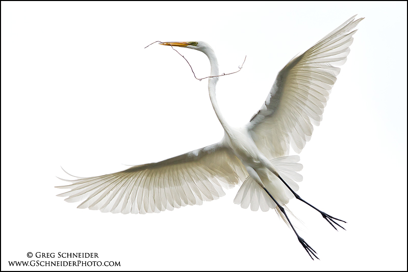 Great Egret flaring wings for landing