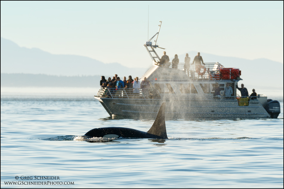Orca surfacing by whale watching tour
